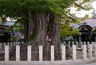 Этому дереву гингко, растущему в городе Такаяма (Япония) 1200 лет